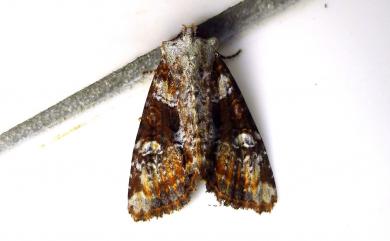 Leucapamea formosensis (Hampson, 1910) 臺灣雲紋夜蛾