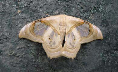 Macrauzata fenestraria insulata Inoue, 1988 臺灣窗翅鉤蛾