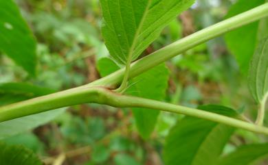 Rubus alnifoliolatus H.Lév. & Vaniot 榿葉懸鉤子