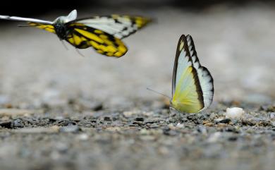 Prioneris thestylis formosana Fruhstorfer, 1903 鋸粉蝶