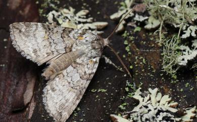 Epipsestis dubia chengshinglini László & Ronkay, 1999 非平波紋蛾