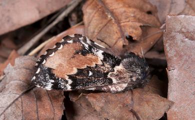 Cosmotriche discitincta discitincta Wileman, 1914 銀肩枯葉蛾