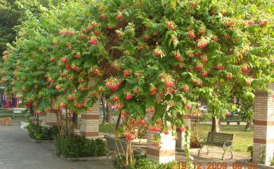 Combretum indicum (L.) DeFilipps 使君子