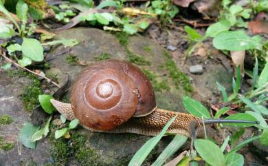 Nesiohelix swinhoei (Pfeiffer, 1866) 斯文豪氏大蝸牛