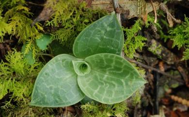 Goodyera bomiensis 波密斑葉蘭