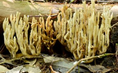 Ramaria