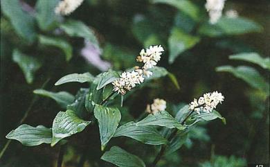 Maianthemum formosanum (Hayata) LaFrankie 鹿藥