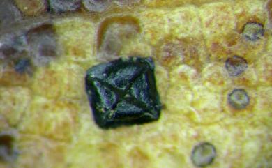 Coccomyces multangularis Y.R. Lin & Z.Z. Li 多角齒裂菌