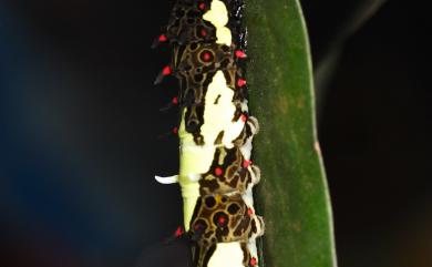 Papilio agestor matsumurae Fruhstorfer, 1908 斑鳳蝶