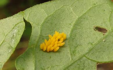 Henosepilachna vigintioctopunctata (Fabricius, 1775) 茄二十八星瓢蟲