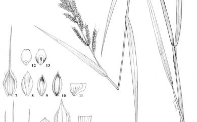 Echinochloa crus-galli 稗