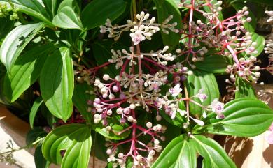 Medinilla formosana Hayata 臺灣野牡丹藤