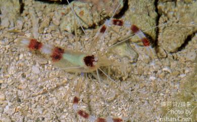 Stenopus hispidus (Olivier, 1811) 多刺蝟蝦