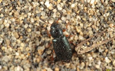 Necrobia rufipes (De Geer, 1775) 赤足郭公蟲