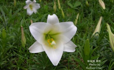 Lilium longiflorum var. scabrum Masam. 粗莖麝香百合