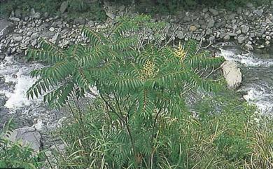 Ailanthus altissima var. tanakai (Hayata) Kaneh. & Sasaki 臭椿