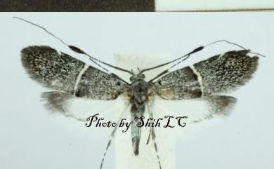 Nemophora askoldella (Milliere, 1879) 白帶長角蛾