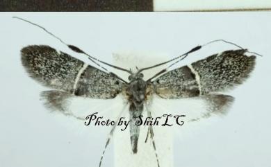 Nemophora askoldella (Millière, 1879) 白帶長角蛾