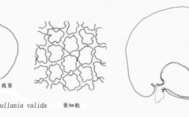 Frullania valida Steph. 粗葉耳葉蘚