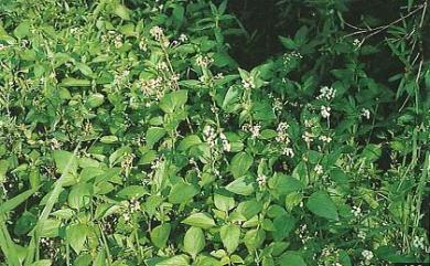 Ageratum conyzoides 藿香薊