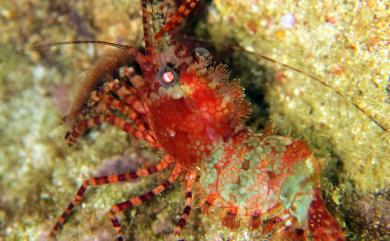 Saron marmoratus (Olivier, 1811) 花斑掃帚蝦