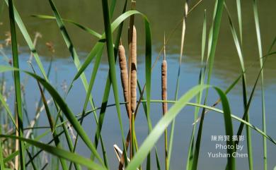 Typha angustifolia L. 水燭