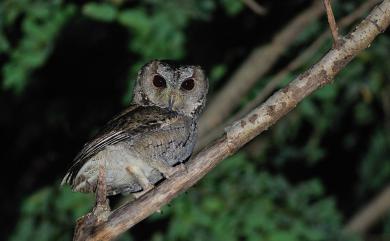 Otus lettia glabripes (Swinhoe, 1870) 領角鴞