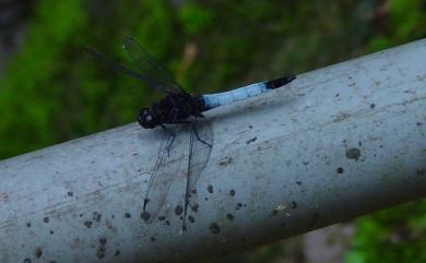 Orthetrum triangulare (Selys, 1878) 鼎脈蜻蜓