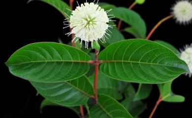 Cephalanthus tetrandrus (Roxb.) Ridsdale & Bakh. f. 風箱樹