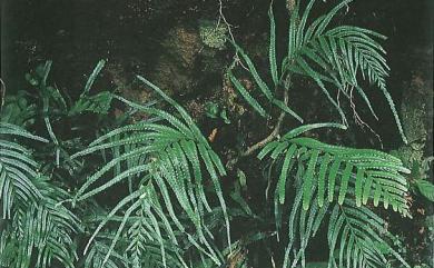 Tapeinidium pinnatum (Cav.) C.Chr. 達邊蕨