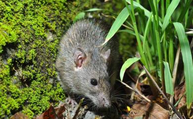 Rattus losea (Swinhoe, 1871) 小黃腹鼠