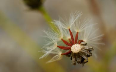 Picris hieracioides subsp. morrisonensis 玉山毛連菜