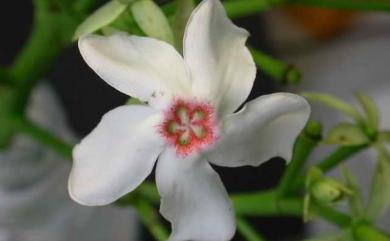 Cerbera manghas L. 海檬果