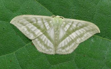 Mixochlora vittata vittata (Moore, 1867) 三岔鐮翅綠尺蛾