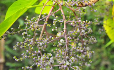 Dendrocnide meyeniana (Walp.) Chew 咬人狗