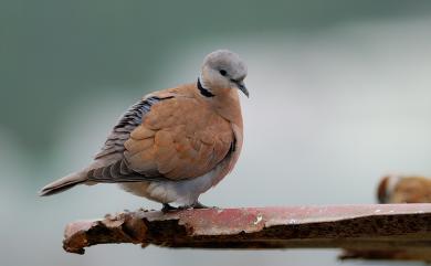 Streptopelia tranquebarica humilis (Temminck, 1824) 紅鳩