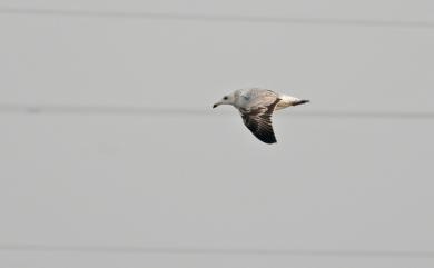 Larus fuscus heuglini 小黑背鷗