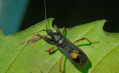 Ectomocoris atrox (Stål, 1855)