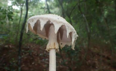 Amanita yenii