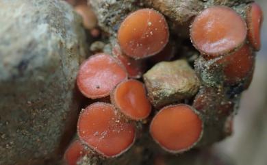 Scutellinia 盾盤菌屬