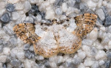 Psilalcis albibasis (Hampson, 1895) 白基土黃擬霜尺蛾