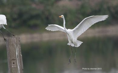 Ardea alba modesta J. E. Gray, 1831 大白鷺