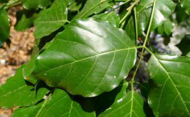 Pongamia pinnata (L.) Pierre 水黃皮