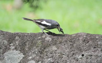 Copsychus saularis saularis (Linnaeus, 1758) 鵲鴝(大陸亞種)