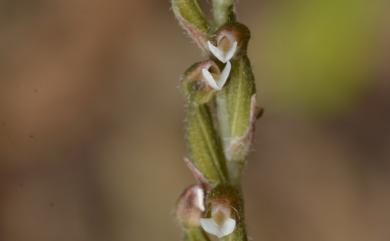 Zeuxine tenuifolia Tuyama 毛鞘線柱蘭