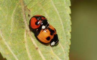 Lemnia biplagiata (Swartz, 1808) 錨紋瓢蟲