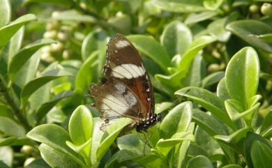 Hypolimnas misippus Linnaeus, 1764 雌擬幻蛺蝶