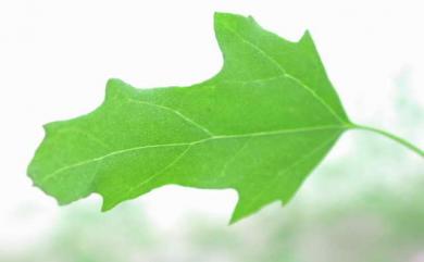 Chenopodium serotinum L. 小葉藜