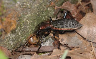 Carabus nankotaizanus Kano, 1932 臺灣擬食蝸步行蟲