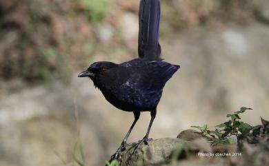Myophonus insularis (Gould, 1862) 臺灣紫嘯鶇